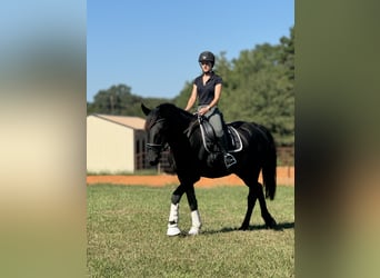 Fries paard, Merrie, 3 Jaar, Zwart