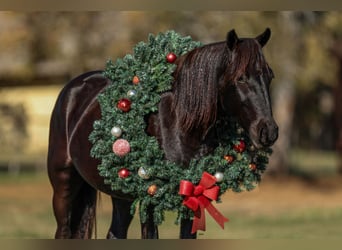 Fries paard Mix, Merrie, 4 Jaar, 142 cm, Zwart