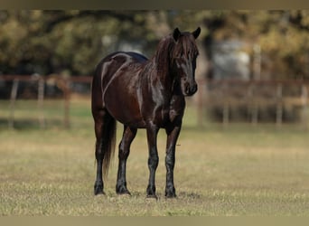 Fries paard Mix, Merrie, 4 Jaar, 142 cm, Zwart