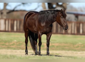 Fries paard Mix, Merrie, 4 Jaar, 150 cm, Zwart