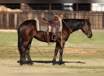 Fries paard Mix, Merrie, 4 Jaar, 150 cm, Zwart