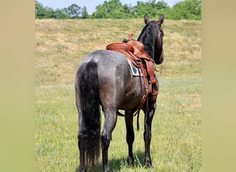 Fries paard Mix, Merrie, 4 Jaar, 152 cm, Roan-Blue