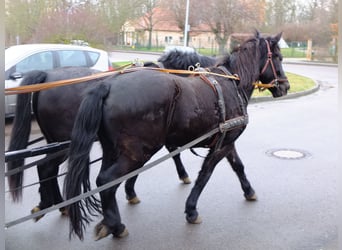 Fries paard Mix, Merrie, 4 Jaar, 152 cm, Zwart