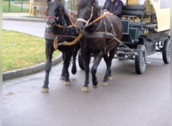 Fries paard Mix, Merrie, 4 Jaar, 152 cm, Zwart