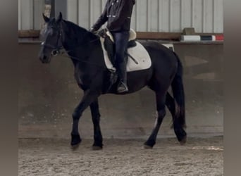 Fries paard Mix, Merrie, 4 Jaar, 152 cm, Zwart