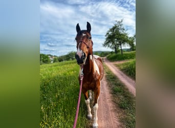 Fries paard Mix, Merrie, 4 Jaar, 155 cm, Brauner