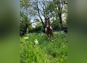 Fries paard Mix, Merrie, 4 Jaar, 155 cm, Brauner