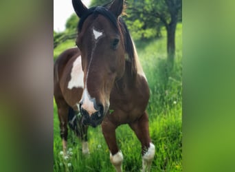 Fries paard Mix, Merrie, 4 Jaar, 155 cm, Brauner