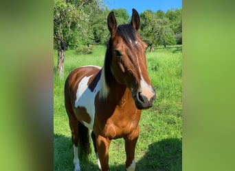 Fries paard Mix, Merrie, 4 Jaar, 155 cm, Brauner