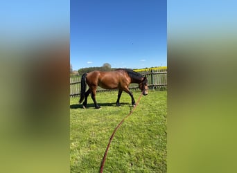 Fries paard Mix, Merrie, 4 Jaar, 155 cm, Bruin