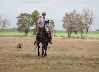 Fries paard, Merrie, 4 Jaar, 155 cm