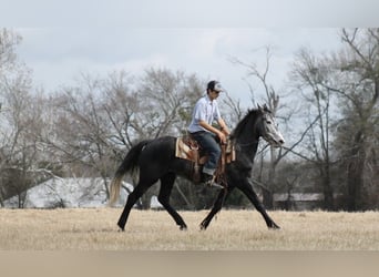 Fries paard, Merrie, 4 Jaar, 155 cm
