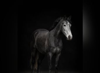 Fries paard, Merrie, 4 Jaar, 155 cm, Schimmel