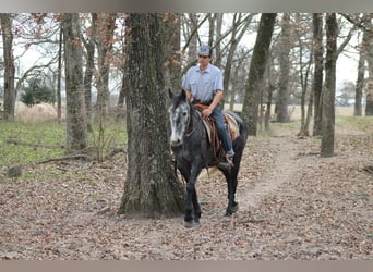 Fries paard, Merrie, 4 Jaar, 155 cm, Schimmel