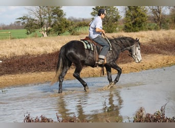 Fries paard, Merrie, 4 Jaar, 155 cm, Schimmel