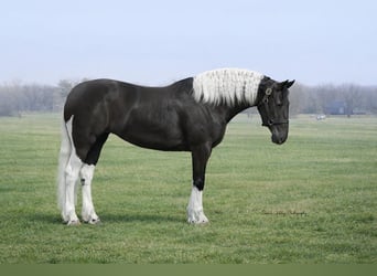 Fries paard Mix, Merrie, 4 Jaar, 157 cm, Gevlekt-paard