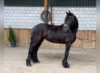 Fries paard, Merrie, 4 Jaar, 157 cm, Zwart