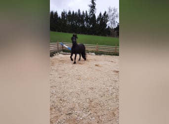 Fries paard, Merrie, 4 Jaar, 157 cm, Zwart