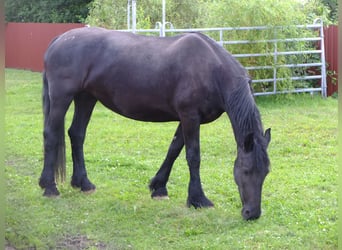 Fries paard, Merrie, 4 Jaar, 158 cm, Zwart