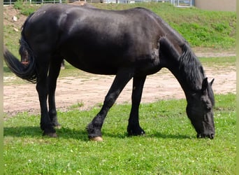 Fries paard, Merrie, 4 Jaar, 158 cm, Zwart