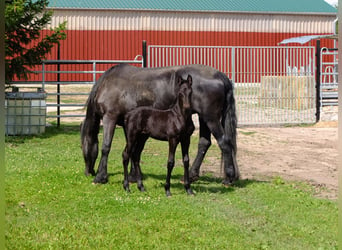 Fries paard, Merrie, 4 Jaar, 158 cm, Zwart