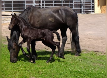 Fries paard, Merrie, 4 Jaar, 158 cm, Zwart