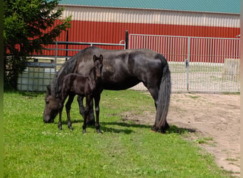 Fries paard, Merrie, 4 Jaar, 158 cm, Zwart