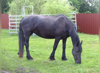 Fries paard, Merrie, 4 Jaar, 158 cm, Zwart