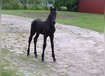 Fries paard, Merrie, 4 Jaar, 158 cm, Zwart