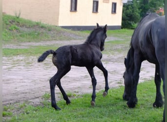 Fries paard, Merrie, 4 Jaar, 158 cm, Zwart