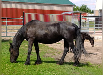 Fries paard, Merrie, 4 Jaar, 158 cm, Zwart