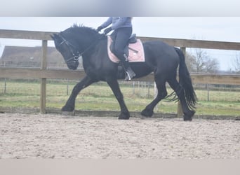 Fries paard, Merrie, 4 Jaar, 158 cm, Zwart