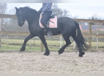 Fries paard, Merrie, 4 Jaar, 158 cm, Zwart