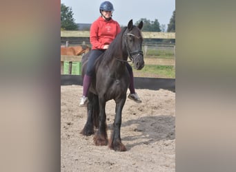 Fries paard, Merrie, 4 Jaar, 158 cm, Zwart