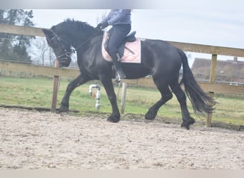 Fries paard, Merrie, 4 Jaar, 158 cm, Zwart