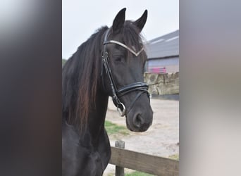 Fries paard, Merrie, 4 Jaar, 158 cm, Zwart