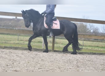 Fries paard, Merrie, 4 Jaar, 158 cm, Zwart