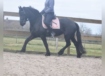 Fries paard, Merrie, 4 Jaar, 158 cm, Zwart