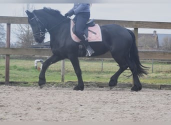 Fries paard, Merrie, 4 Jaar, 158 cm, Zwart