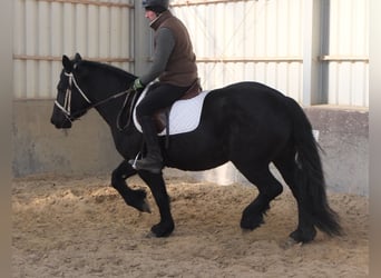 Fries paard Mix, Merrie, 4 Jaar, 158 cm, Zwart