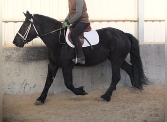 Fries paard Mix, Merrie, 4 Jaar, 158 cm, Zwart