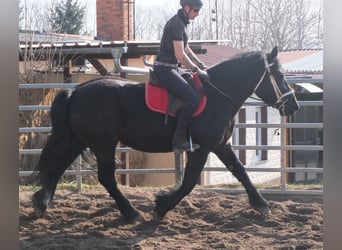 Fries paard Mix, Merrie, 4 Jaar, 158 cm, Zwart