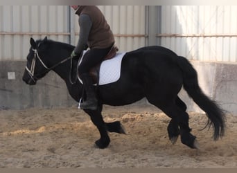 Fries paard Mix, Merrie, 4 Jaar, 158 cm, Zwart