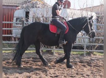 Fries paard Mix, Merrie, 4 Jaar, 158 cm, Zwart