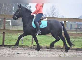 Fries paard, Merrie, 4 Jaar, 159 cm, Zwart