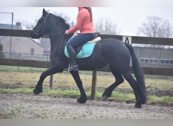 Fries paard, Merrie, 4 Jaar, 159 cm, Zwart