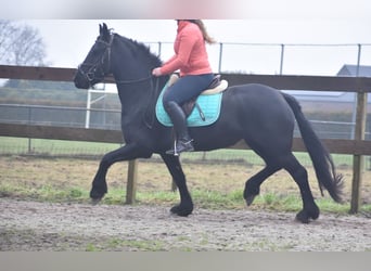 Fries paard, Merrie, 4 Jaar, 159 cm, Zwart