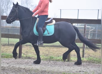 Fries paard, Merrie, 4 Jaar, 159 cm, Zwart