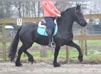 Fries paard, Merrie, 4 Jaar, 159 cm, Zwart