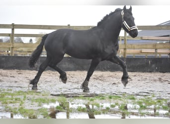 Fries paard, Merrie, 4 Jaar, 159 cm, Zwart